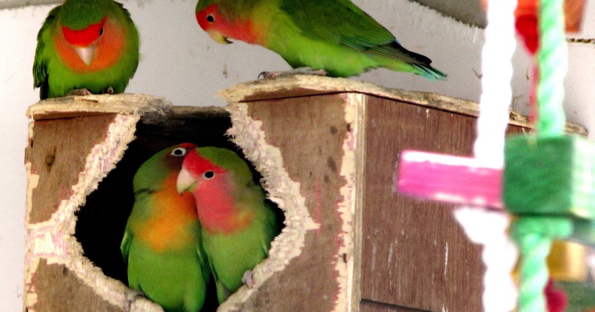 Beberapa Cara Mengatasi Lovebird Tidak Mau Kawin