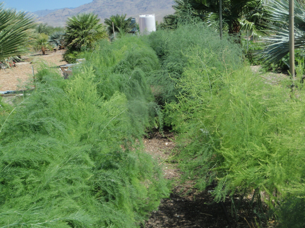 Xtremehorticulture of the Desert Most Asparagus Varieties Grow Well in