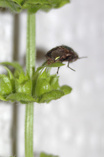 A housefly dead and holding onto a mint stem.