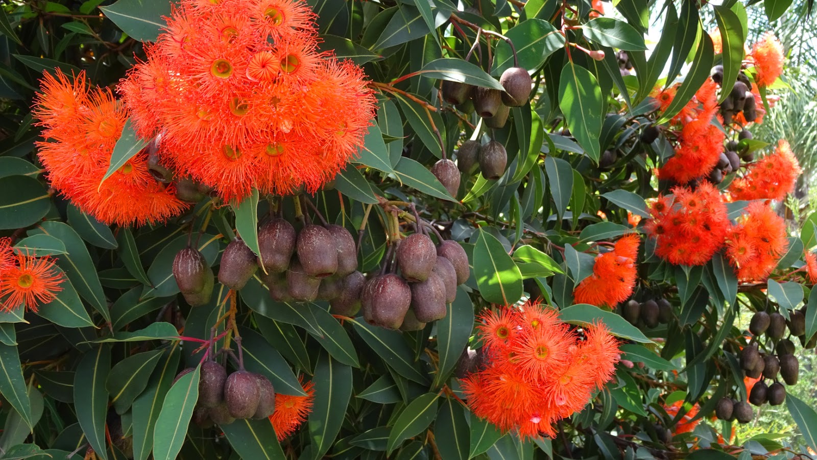 MAP MELBOURNE STREET TREES 141 CORYMBIA 'BABY ORANGE'