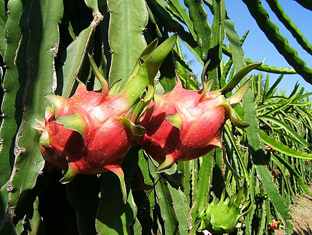 dragonfruit_cacti.jpg