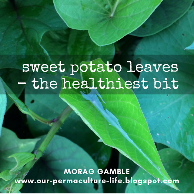 Our Permaculture Life Sweet potato greens more nutritious than the