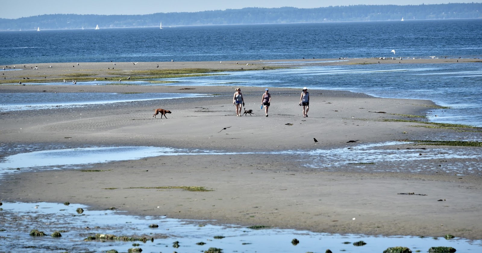 Shoreline Area News Scene on the Sound Sand bars at Saltwater Park