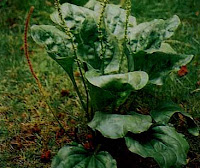  daunnya yang mirip sendok mungkin itu alasan kenapa naman tanaman ini disebut dengan Khasiat Daun Sendok