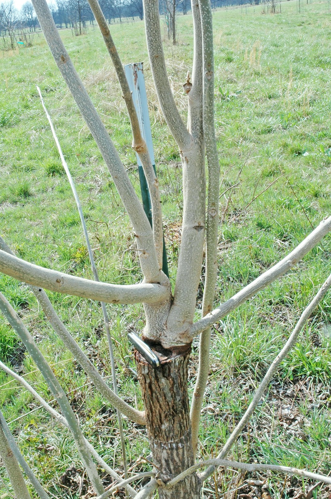 Northern Pecans Cleaning up a bark graft