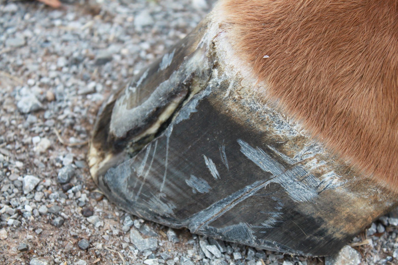 Springstone Horses Repairing Hoof Cracks