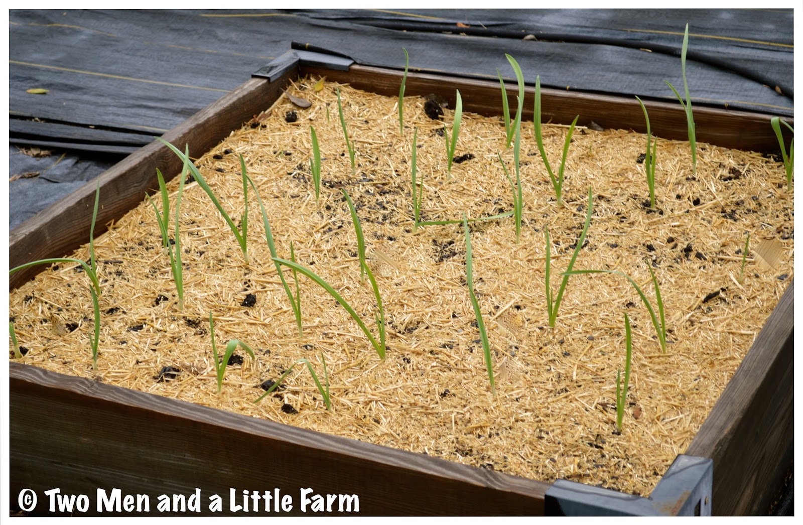 Two Men and a Little Farm FALL GARDEN UPDATE