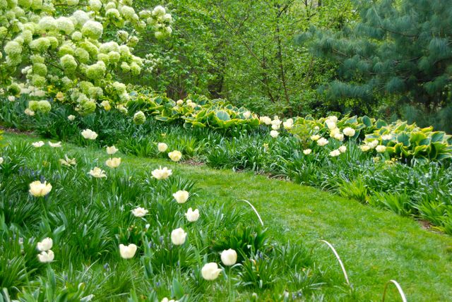 Large creamy tulips, golden-edged hostas and white viburnums all blooming in the rough grass near Asian Woods. The planting area is marked off from the manicured turf simply by adding bent bamboo or willow sticks to the edge.