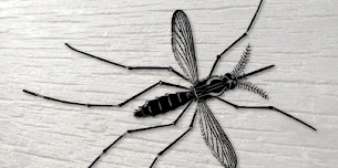 Mengurangi Populasi Nyamuk dengan Menernaknya