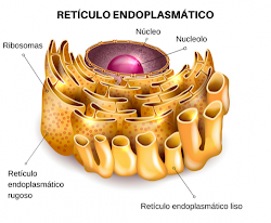 El reticulo endoplasmatico