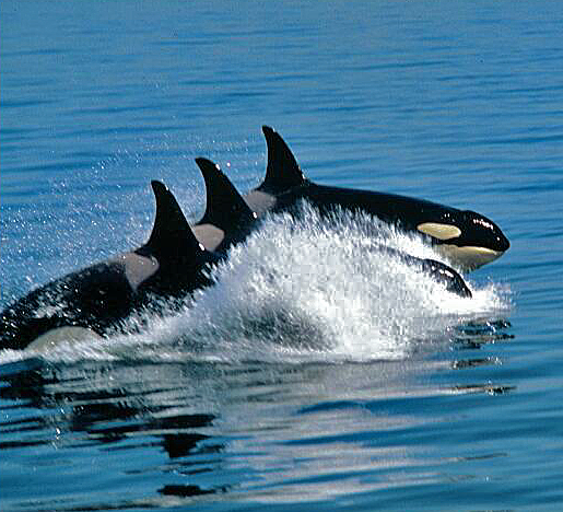 Buzz's Marine Life of Puget Sound: SEA OTTERS AND DETRITUS AND