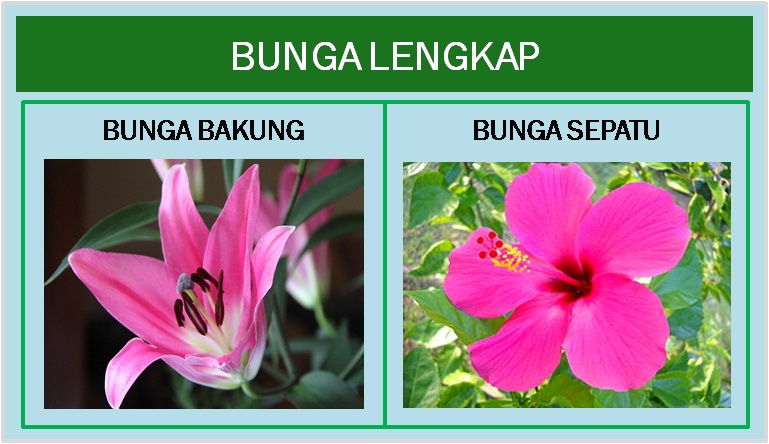 Contoh Gambar Bunga  Sempurna  Dan Tidak  Sempurna  Contoh Bee