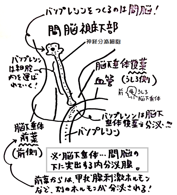 わかりやすい高校生物基礎・生物まとめ