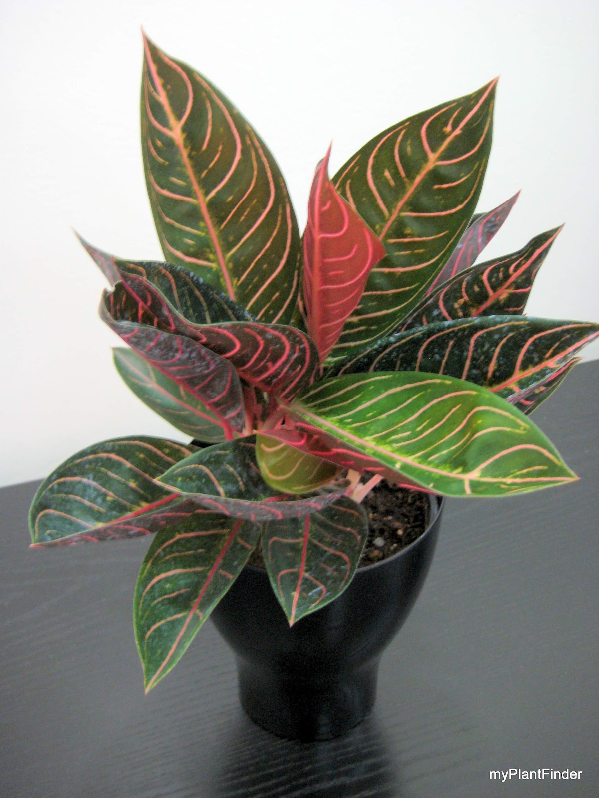 MY PLANT  FINDER Plant  Guide Aglaonema  Pride of Sumatra 