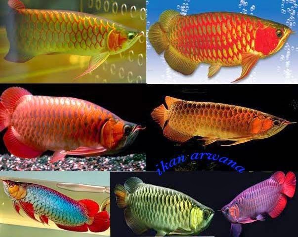 Jenis Jenis Ikan Arwana Yang Ada Di Indonesia