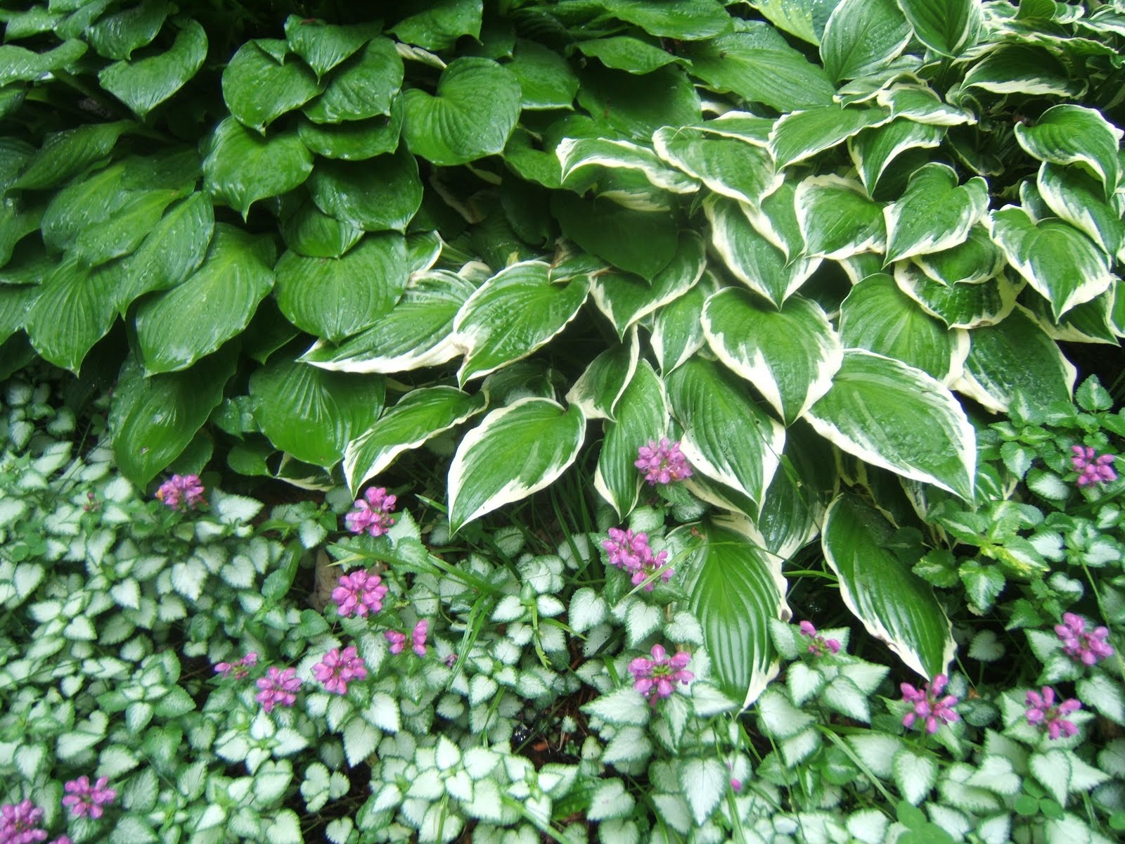 In The Garden Lamium ground cover