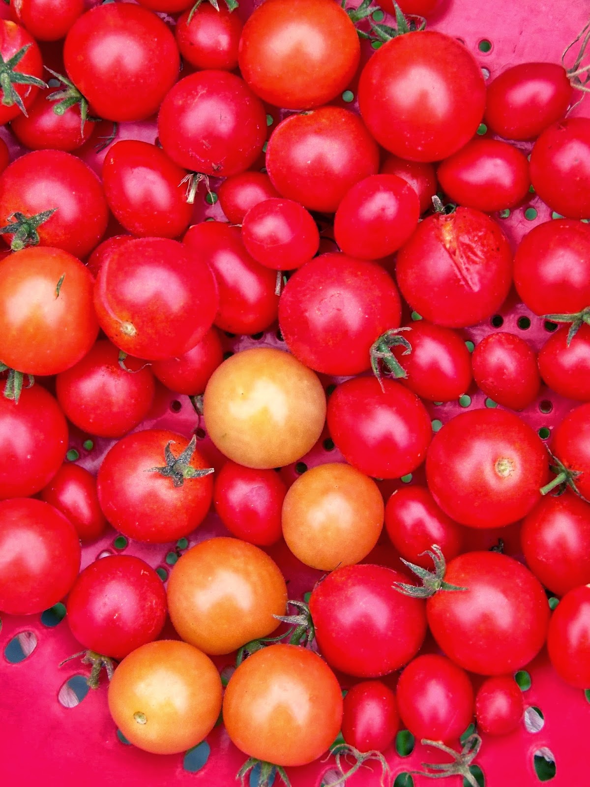 Tell Me A Story CHERRY TOMATOES, Fruit or Vegetable?