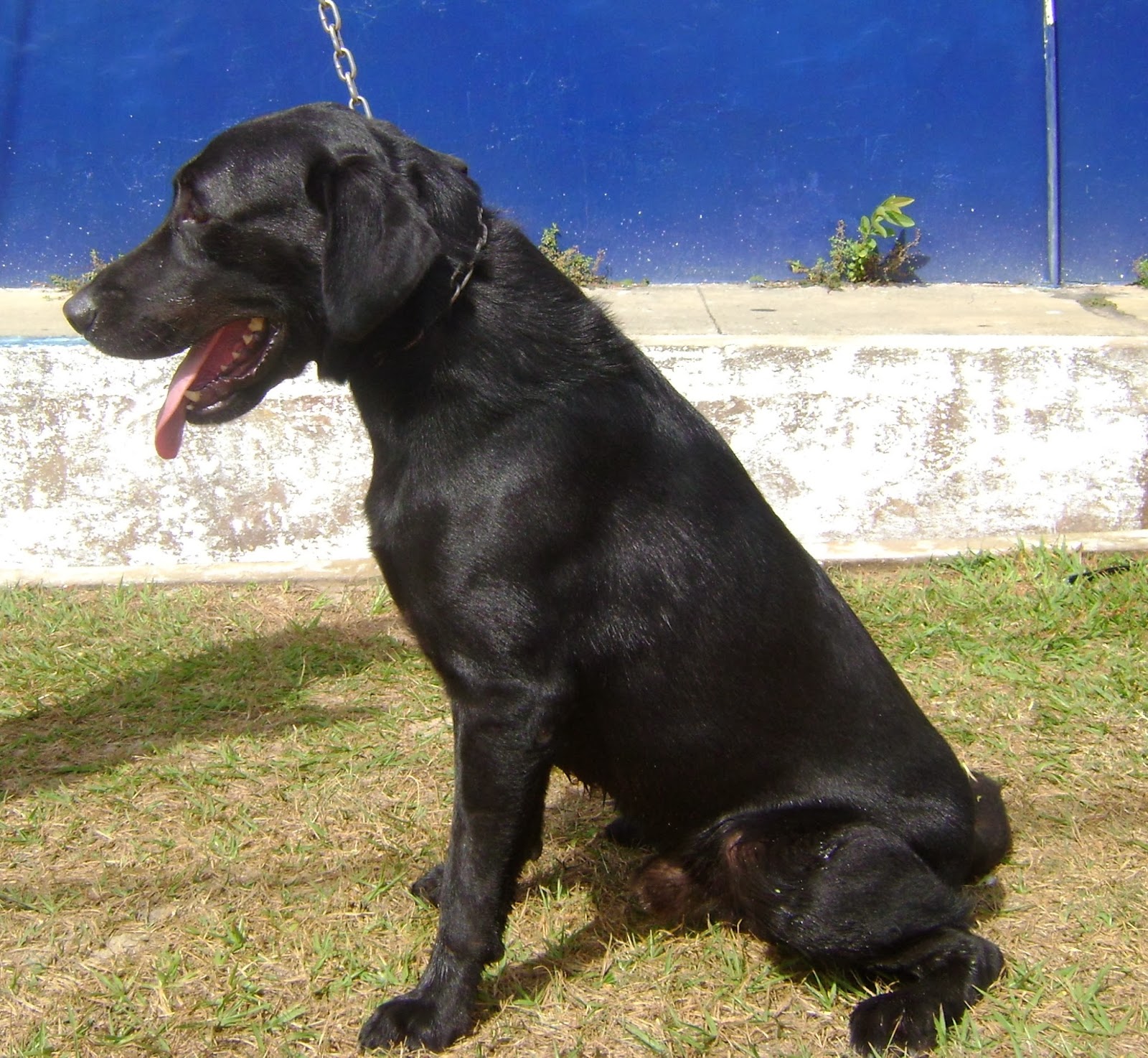 Canil BP Choque PMMA: Nosso Plantel