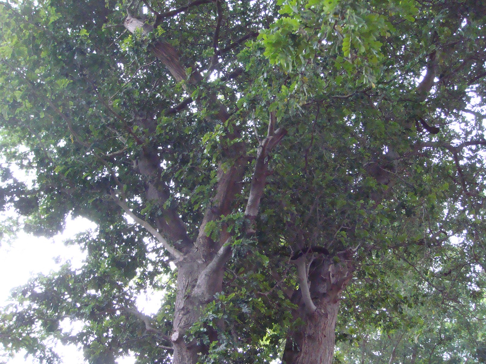 Tree Ebony Wood 93