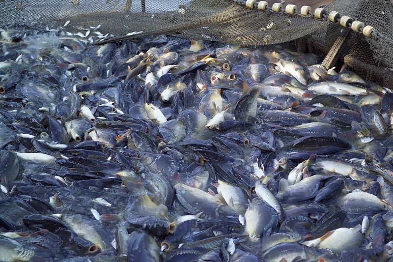 Pembenihan Ikan Gurami di Kolam Terpal