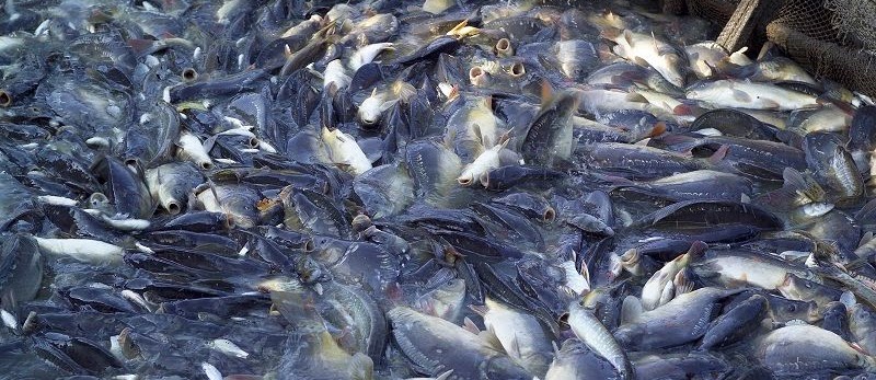 Cara Sukse Pembenihan Ikan Gurami di Kolam Terpal