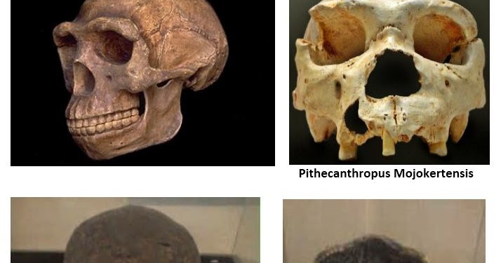 Fosil pithecanthropus erectus ditemukan oleh