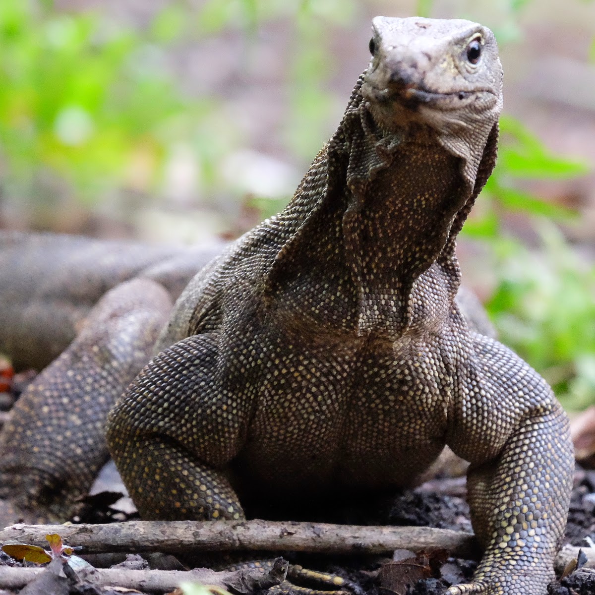 Monitor Lizard Varanus Salvator Monitor Lizard Varanus Salvator