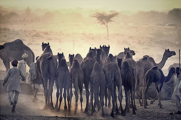 Indian Deserts