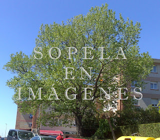 Árbol de Sopelana (Sopela)