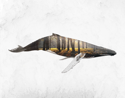 10-Whale-Said-Dagdeviren-Double-Exposure-Animal-Cinemagraph-Animations-www-designstack-co