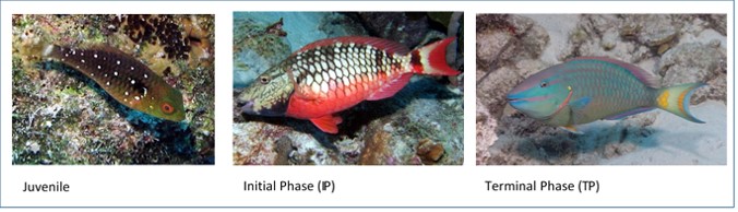 Parrotfish Poop For Healthy Reefs
