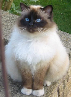 Birman Cat Pictures