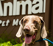 Pet transport client Pet transportation client