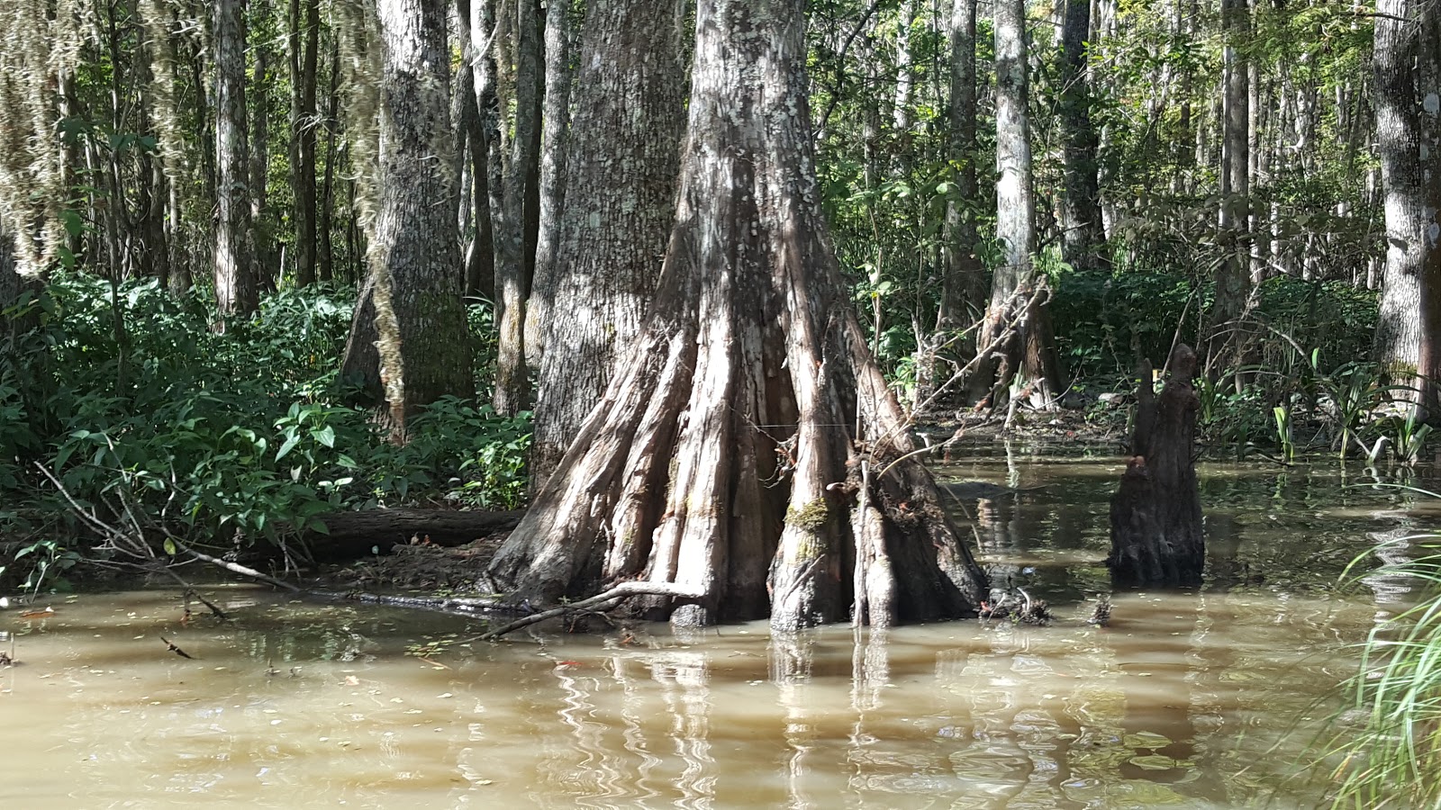 The Freds...Back in the USA Honey Island Swamp Tour.......take 2