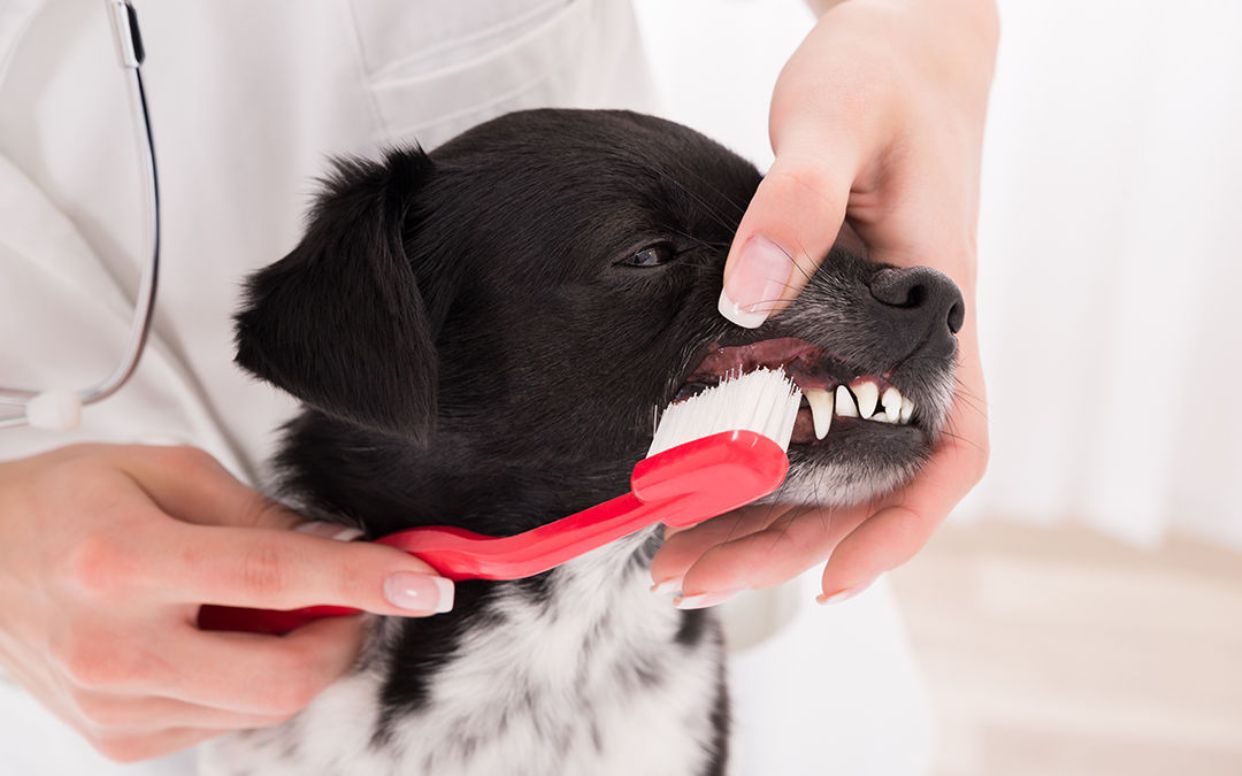 Cuidar da saúde bucal deve fazer parte da rotina dos tutores, que desejam que seus pets sejam sempre saudáveis!