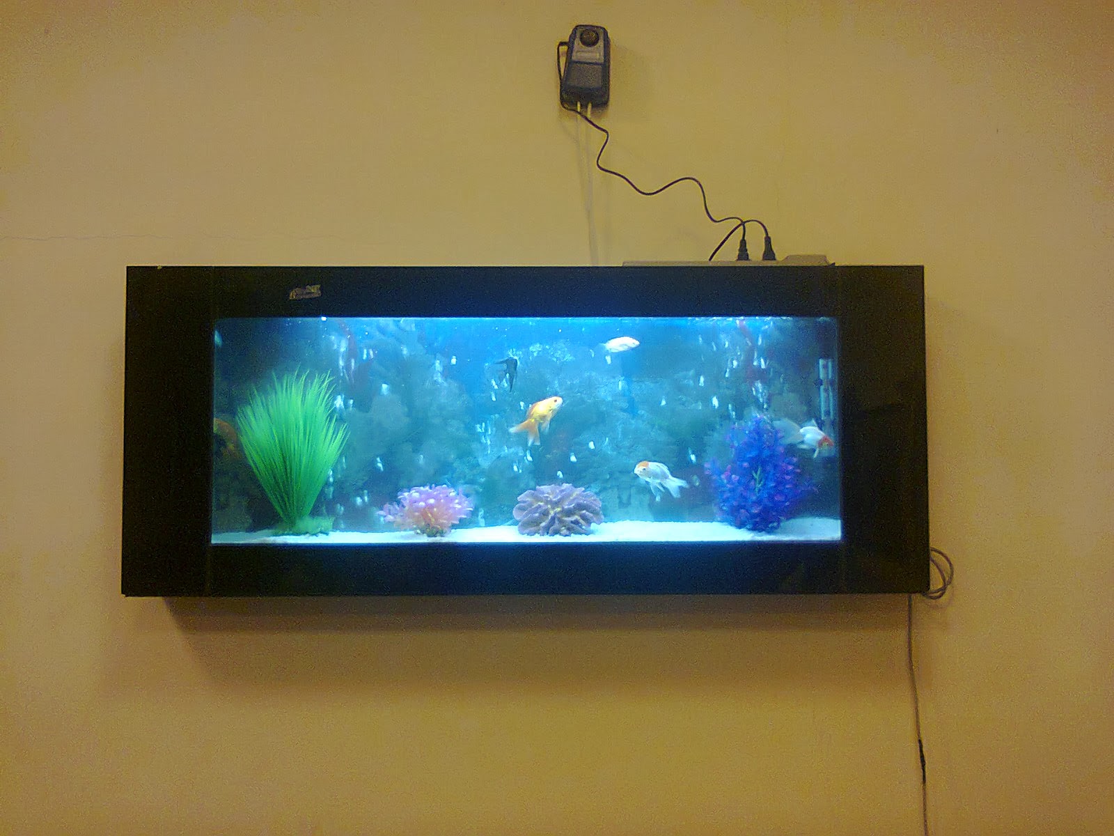 Aquarium Shop in Hyderabad