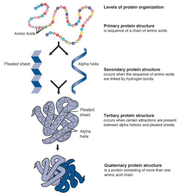 protein+strure.jpg