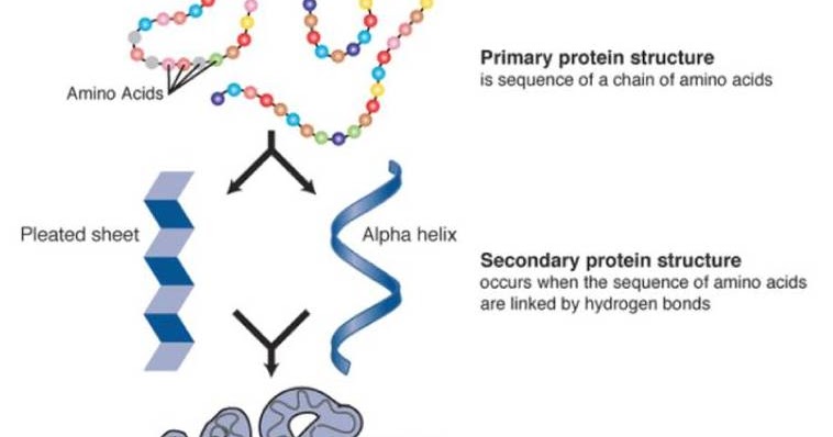 Difference Between Primary and Secondary Structure of Protein (Protein ...