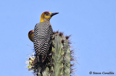 Golden chekeed Woodpecker