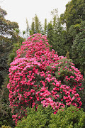 Rhododendron (img )