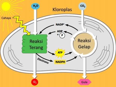 Proses fotosintesis di dalam kloroplas