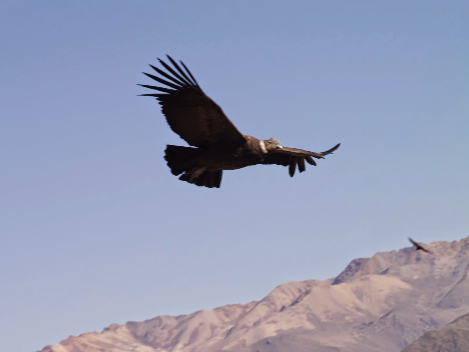 Саймон полет кондора. Simon & garfunkel - el condor pasa (if i could). El condor pasa лео рохас. Полёт кондора даниэль аломиа роблес. Песня полёт кондора.