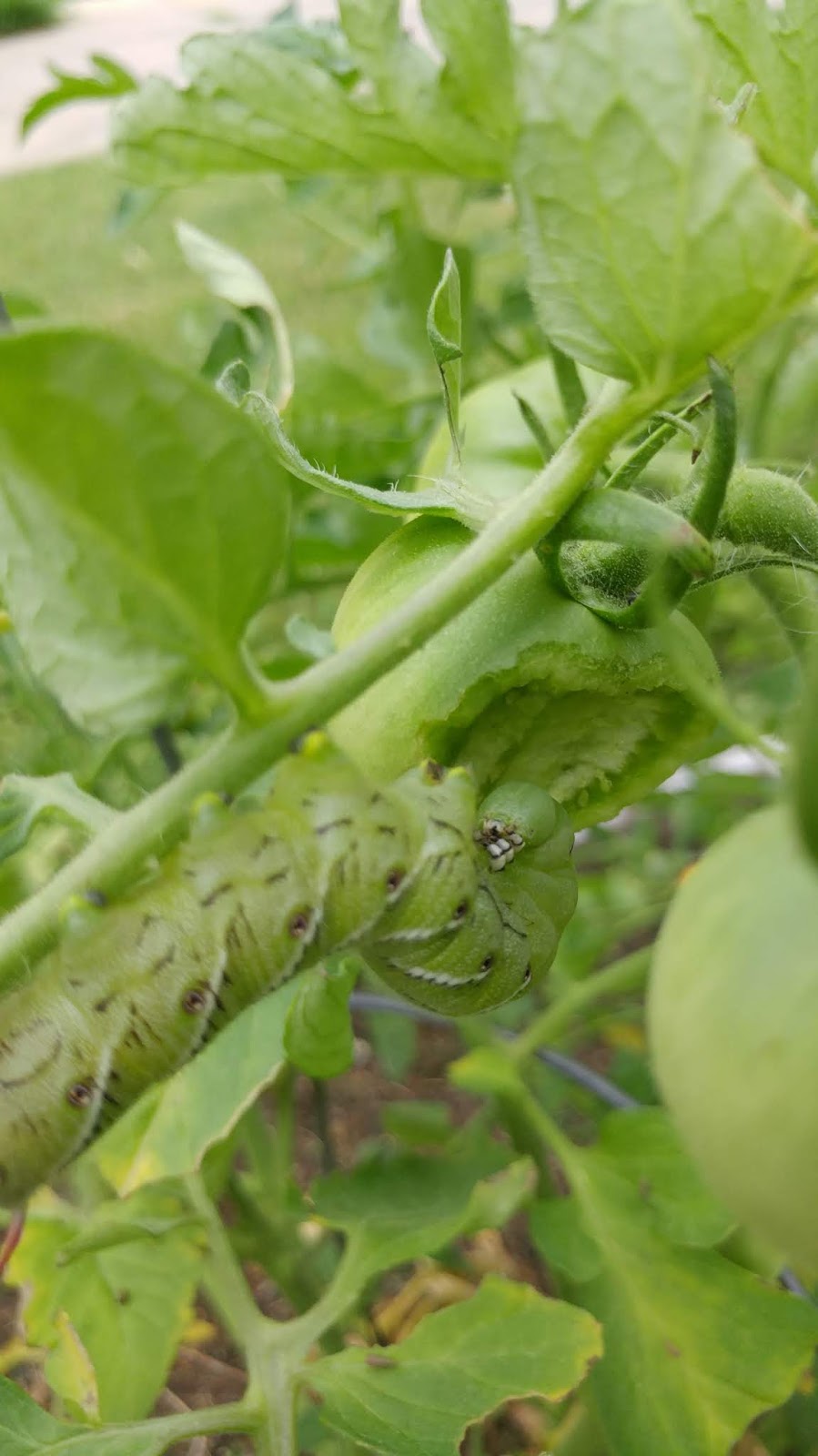 download tomato horn worm download tomato horn worm
