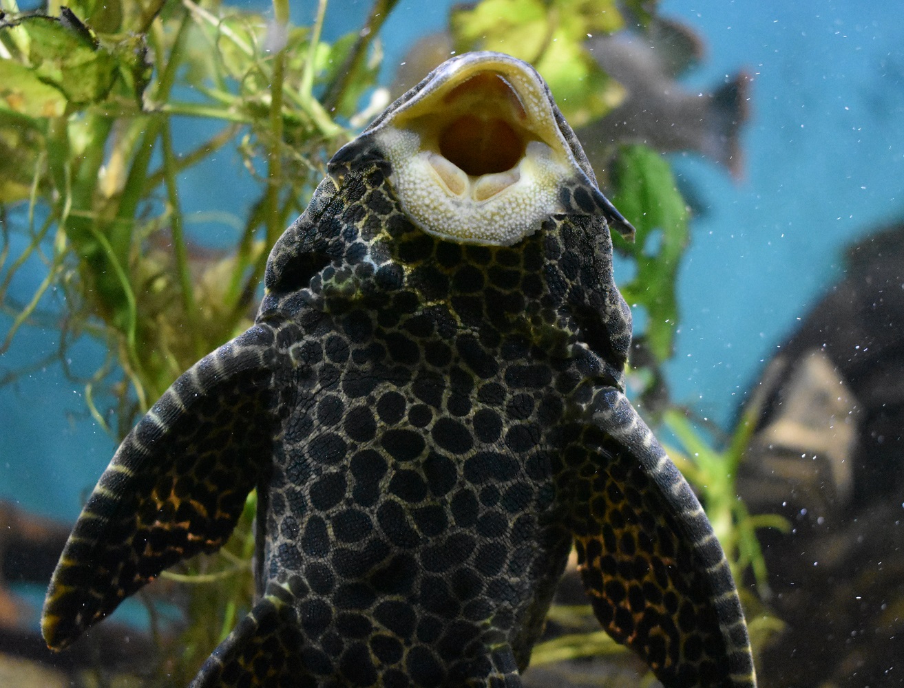 plecostomus