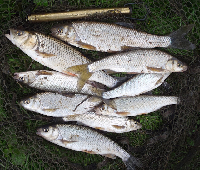 Warwickshire Avon Dace