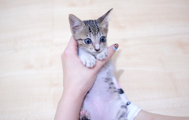 How To Make A Cat Stop Meowing In The Car How To Make A Cat Stop Meowing In The Car