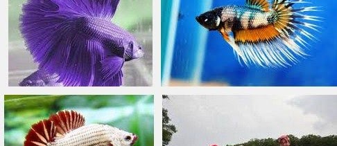 Info Seputar Ikan, Tentang Ikan Cupang Laut