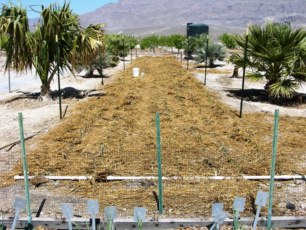 Xtremehorticulture of the Desert March is the Time for Planting Onions