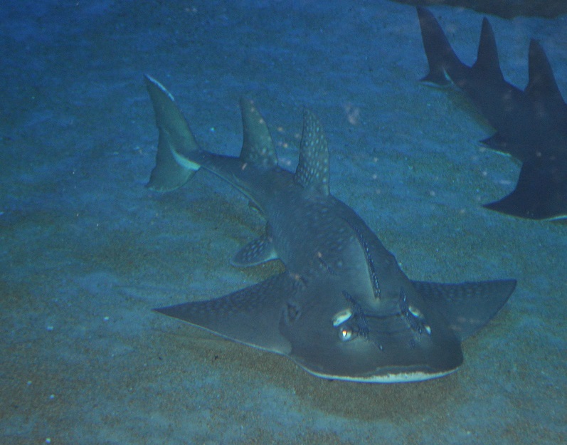 ZOOTOGRAFIANDO (6.100 ANIMALS): TIBURÓN RAYA / BOWMOUTH GUITARFISH ...
