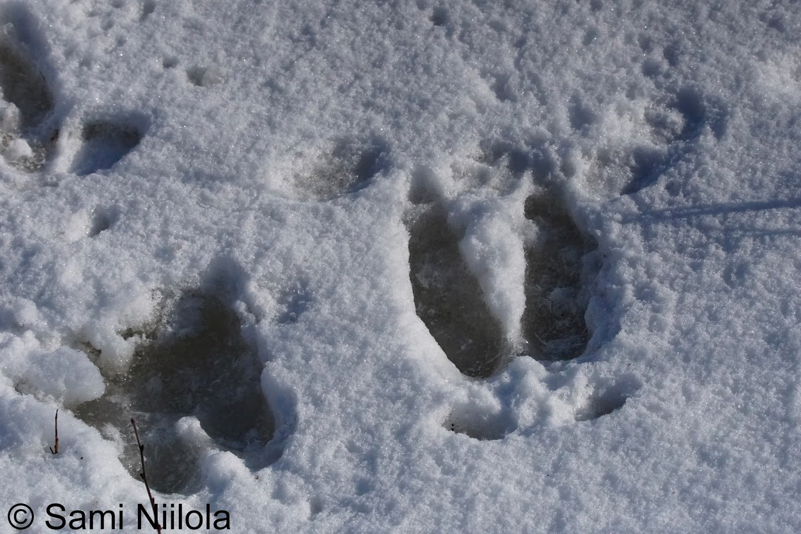 Samin luontokuvia nature photos HIRVEN JÄLKI moose track